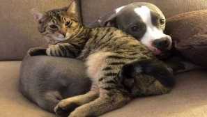 Jak udělat kočku se psem